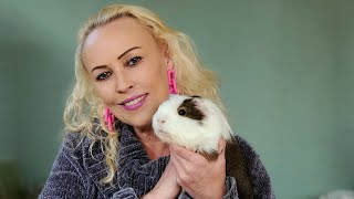 LIVE with Saskia at the Los Angeles Guinea Pig Rescue  I LOVE GUINEA PIGS [upl. by Hurless]