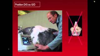 echographie bovine par Prof Hanzen  ULG présentation powerpoint [upl. by Clarissa358]