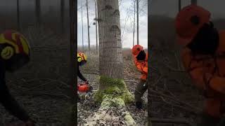 treefalling treecuttingskills wood powertools foreststihl echo husqvarna husqvarnapower [upl. by Iene]