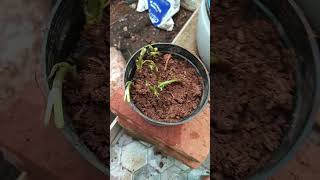 Planting coriander roots easy fast growth [upl. by Strephonn]