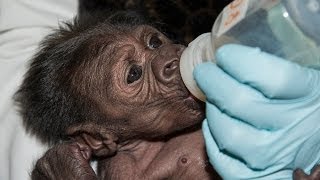 Baby Gorilla Bottle Feeding at the San Diego Zoo Safari Park [upl. by Ibib284]