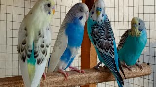 Happy Budgie sounds [upl. by Teodora]