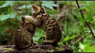 Der Harz Wildkatzen HD [upl. by Assenahs5]