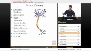 quotNervous System Neuronsquot  Anatomy amp Physiology with Educatorcom [upl. by Erihppas]