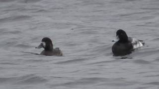 greater scaup [upl. by Colwen]