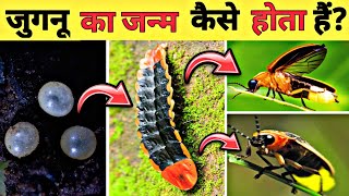 Life Cycle Of A Firefly in hindi  जुगनू का जीवन चक्र  Country Darshan [upl. by Nur745]