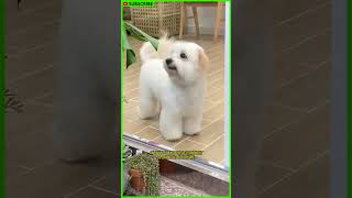 Coton de Tulear The Dog You Need to Know shorts [upl. by Sidon]