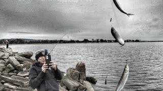 Catching Jacksmelt from the bank at Alameda Crab Cove [upl. by Eonak]