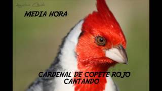 Descargar CD De Cardenal Copete Rojo Cantando Media Hora [upl. by Cassilda]