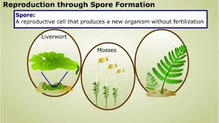 Spore formation and Apomixis [upl. by Nrek]