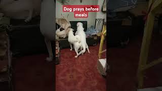 Our lovable dog Chopper prays before their meals dogs doglover happypaws pawfect happypuppy [upl. by Arabele]