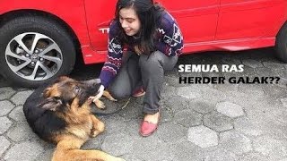 Mengenal Anjing Ras German Shepherd Import Lucu  Rowly  si Anjing Herder bertemu Husky [upl. by Bluhm790]