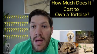 How Much Does it cost to own a Tortoise [upl. by Akilam]