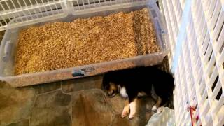 New Puppy Litter Box Training Part 5 [upl. by Rehpetsirhc293]