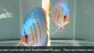 Jack Wattley Turquoise Discus Original Bloodline [upl. by Tyra]