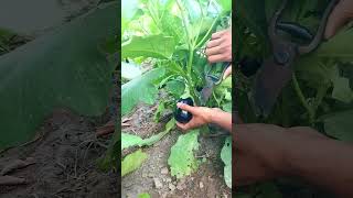 Egg Plant  gardening [upl. by Dalton]