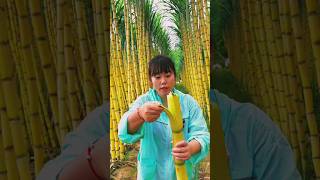 Lets Having A Good Feel Of The Sugarcane  Softer Sugarcane Farming satisfying shorts [upl. by Eycats399]