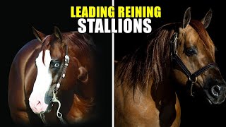 TOP 10 REINING BREEDING LEGENDS horses reining reininghorse [upl. by Willms]