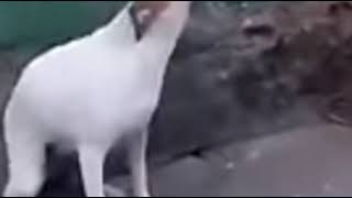 Video de perro bailando meme [upl. by Neiht]