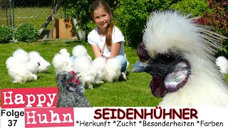 E37 ZwergSeidenhühner im Rasseportrait bei HAPPY HUHN  Stall Haltung Zucht Küken Farbschläge [upl. by Adnohsel]