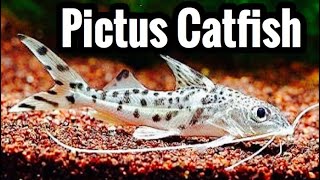 Pictus Catfish Care Guide [upl. by Adianes]