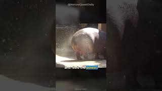 Hippo Pooping  Nature Quest Daily  shorts [upl. by Hayn]