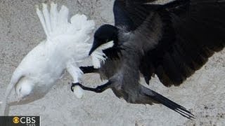 Doves released at Vatican attacked by crow and seagull [upl. by Kai951]