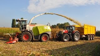 Claas Jaguar 950  Case IH Optum 300 amp DEWA 50m³  Wilvagro bvba  mais 2016 [upl. by Nezah]