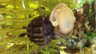 Freshwater snails mate breed  mystery snail amp golden snail [upl. by Rhpotsirhc732]