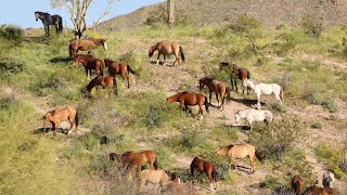 Unique🐎 Free Wild Horses Moving in the Hills 🌵🐎 [upl. by Laufer289]