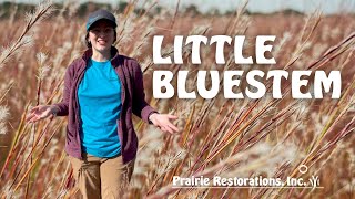 Little Bluestem Schizachyrium scoparium Native Plant Profile [upl. by Caffrey]