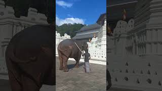 Elephant Sri Dalada Maligawa [upl. by Violetta]