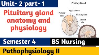 Pituitary gland anatomy amp physiology in hindi  Hormones  structure  functions  locations [upl. by Loraine650]