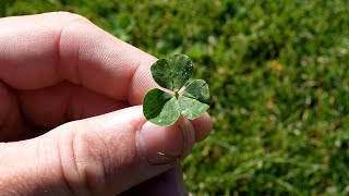 How To Get Rid of Clover in Your Lawn  FAQs On Lawn Weeds [upl. by Elohc530]