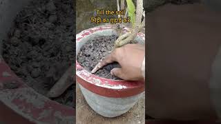 tecoma plant care  How To Grow amp Care Tecoma Plant In Pots at Home youtubeshorts shorts [upl. by Aiz]