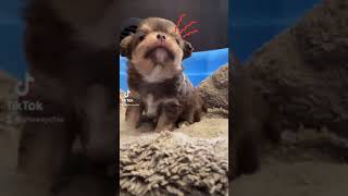 Stinkin’ adorable teeny tiny baby chihuahua howling is the cutest thing ever [upl. by Batory]