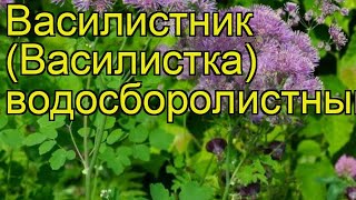 Василистник водосборолистный Краткий обзор описание характеристик thalictrum aquilegiifolium [upl. by Darra376]