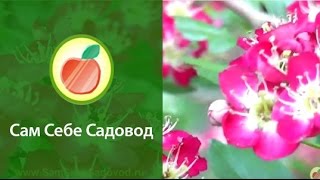 Боярышник однопестичный quotПуницеяquotCrataegus monogyna quotPuniceaquot [upl. by Veno]