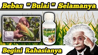 🇮🇩 Cara Basmi Penyakit Bulai Hawar Daun Busuk Batang Jagung 🌽 Selamat Tinggal Bulai Daun Jagung🌽 🌽 [upl. by Oiligriv]