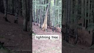 lightning tree [upl. by Serafine]