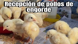 Recepción de POLLOS de ENGORDE [upl. by Ialokin]