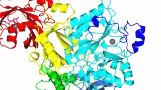 Phospholipase C beta activation Rac1 and Gqalpha [upl. by Disario]