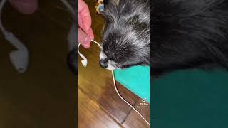 Pudgy the owa owa dog chews on earbuds microphone [upl. by Mainis]