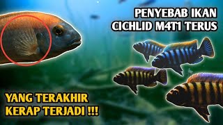 Wajib tau  Penyakit Yang sering menyerang ikan cichlid [upl. by Northrup]