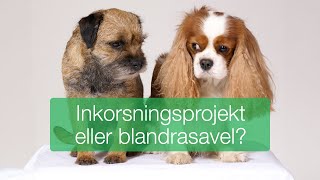 Inkorsningsprojekt eller blandrasavel [upl. by Tenner]