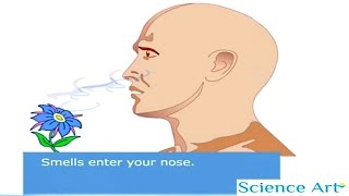 How Your Nose Works Animation  Sense Of Smell Video  How Do Humans Detect Odors  Olfactory System [upl. by Yellas]