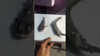 💥🥲Gar and cat fish both are dead 🥲💥 telugu trending monsterfishkeeper monsterfishtank aquarium [upl. by Stclair]