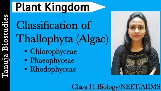 Plant Kingdom  Classification of Thallophyta Algae  Chlorophyceae  Phaeophyceae  Rhodophyceae [upl. by Adolpho]