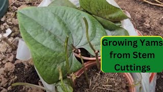 Growing Yams from Stem Cuttings [upl. by Inuat]