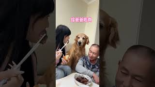 The golden retriever lets the owner eat meat while he eats steamed buns Whose puppy is so sensi [upl. by Eugor]